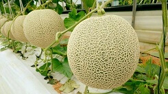 Phan biet dua luoi nhu the nao la chuan nhat?