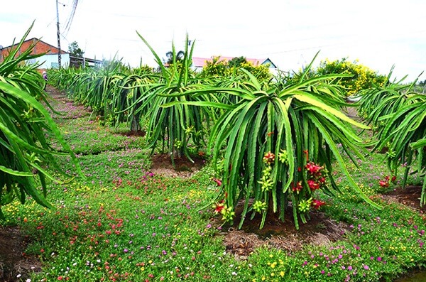 Nhieu-noi-trong-ca-nuoc-ho-hoi-huong-ung-cong-nghe-truy-xuat-nguon-goc