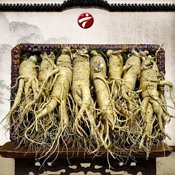 Sâm tươi Hàn Quốc và những điều cần biết