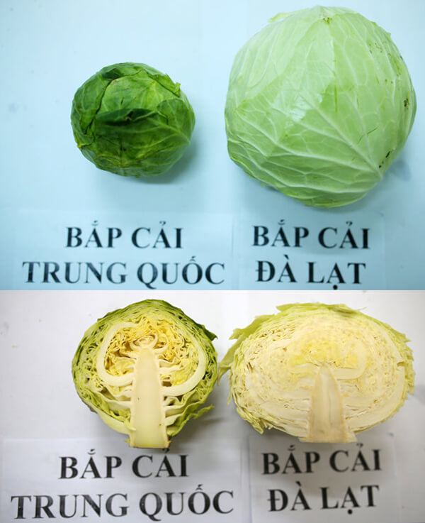 Su-khac-biet-cua-cai-bap-Trung-Quoc-va-Viet_Nam