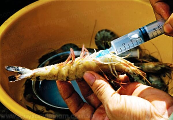 Thuong-lai-Trung-Quoc-thi-nhau-mua-tom-chet-lam-nguoi-tieu-dung-hoang-mang