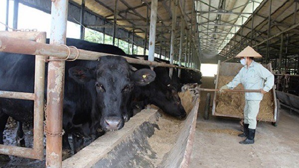 Chăm sóc bò Kobe Chăm sóc bò Kobe