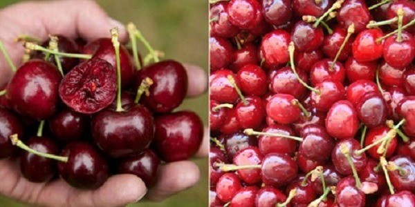 Đặc điểm bên ngoài