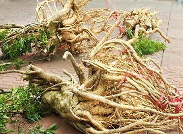 Mua dinh lang chat luong co kho khong?