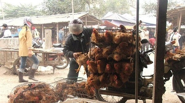 ga-thai-ga-rac-Trung-Quoc-ngay-ngay-van-duoc-dua-vao-thi-truong