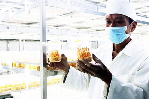 Thị trường Đông Trùng Hạ Thảo cần phải được minh bạch thông tin hơn nữa