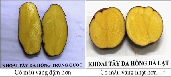 Nhận biết bằng ruột khoai