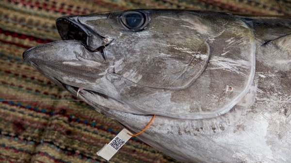 Cá ngừ thái bình dương có thể truy xuất nguồn gốc? Cá ngừ thái bình dương có thể truy xuất nguồn gốc?